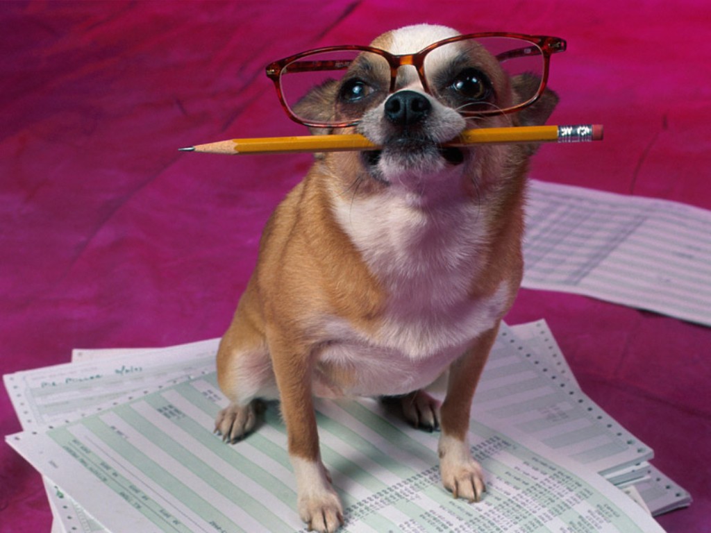 perrito_intelectual