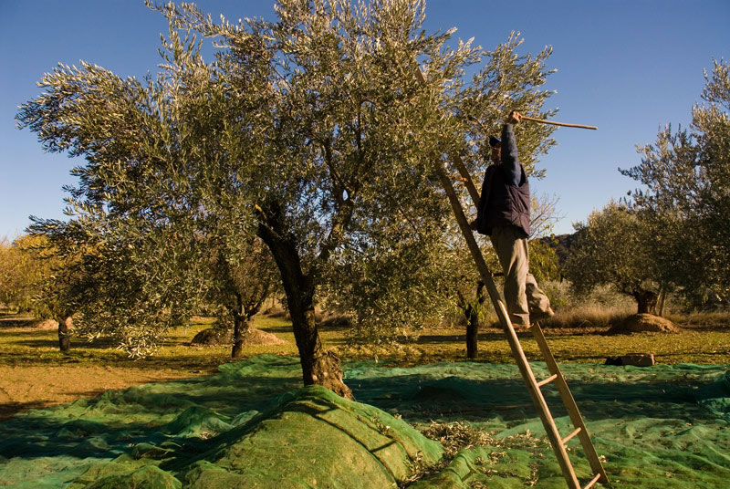 recoleccion-olivas