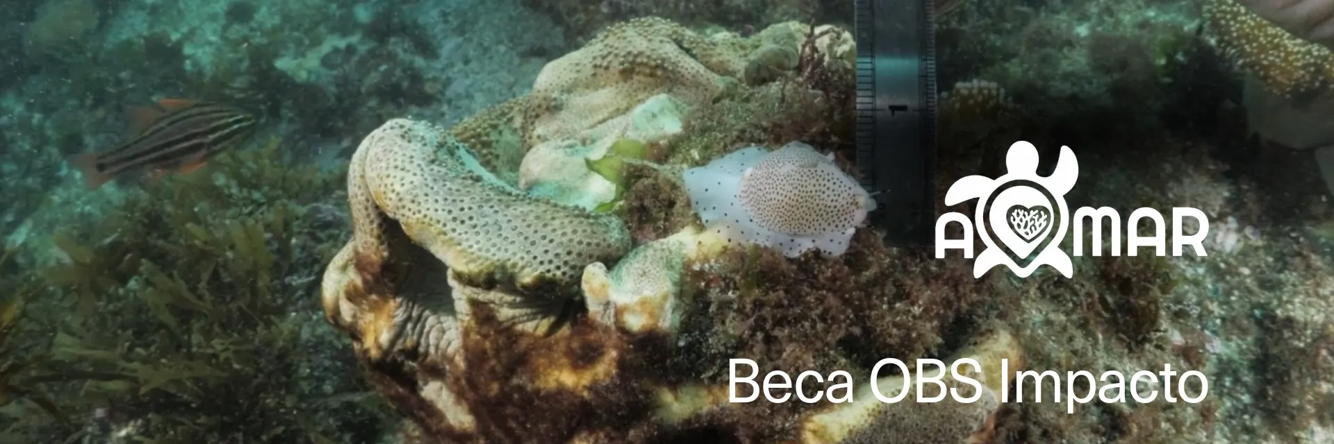 A Mar, ganadora de las Becas OBS Impacto