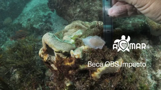 A Mar, ganadora de las Becas OBS Impacto