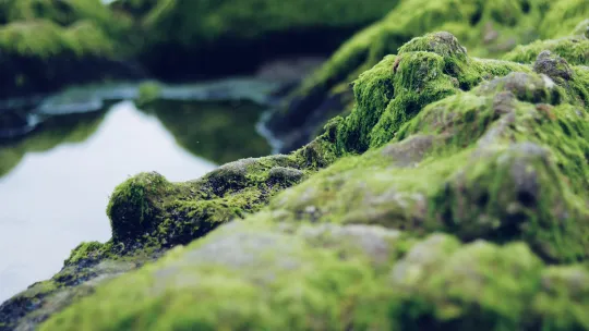 Descubre las soluciones sostenibles que nos ofrece el mar