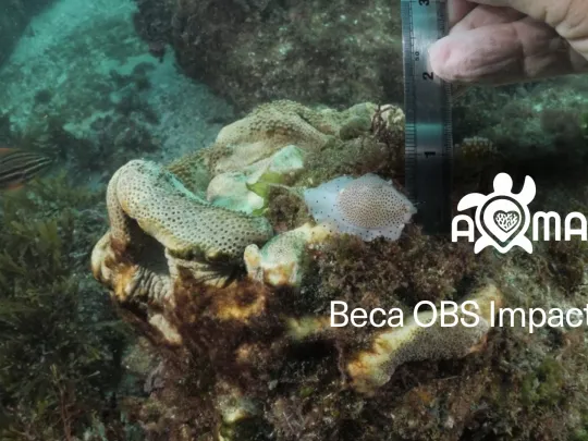 A Mar, ganadora de las Becas OBS Impacto