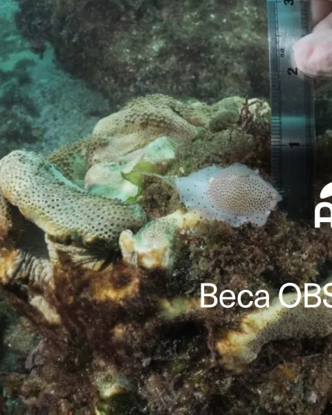 A Mar, ganadora de las Becas OBS Impacto