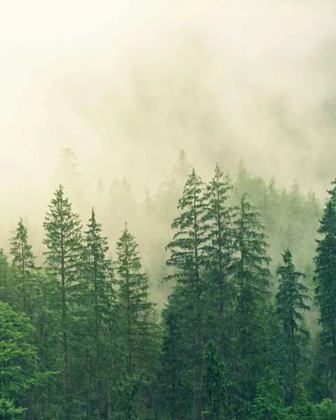 declaración de impacto ambiental
